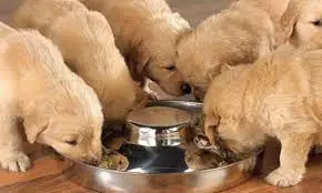 Köpeklerin Beslenmesinde Dikkat Edilmesi Gereken Konular